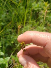 Carex siccata