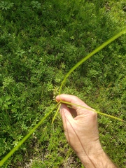 Carex siccata