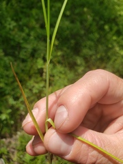 Carex siccata