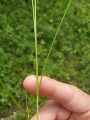 Carex siccata