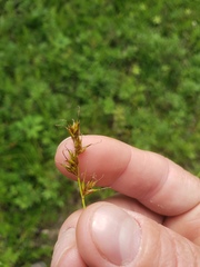 Carex siccata