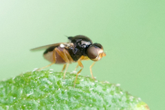 Liohippelates pallipes