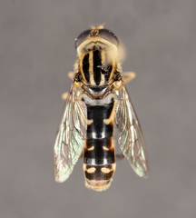 Anasimyia grisescens