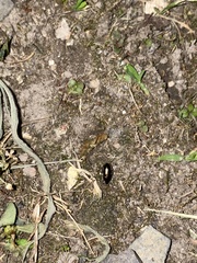 Chrysomelidae