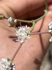 Eriogonum elatum