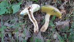 Butyriboletus appendiculatus