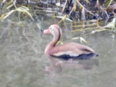 Dendrocygna autumnalis