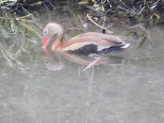 Dendrocygna autumnalis