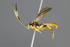 Cratichneumon scitulus
