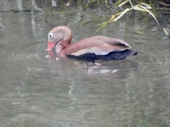 Dendrocygna autumnalis