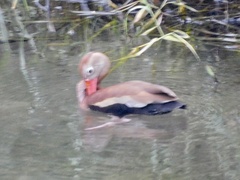 Dendrocygna autumnalis