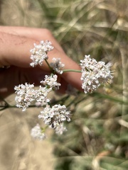 Eriogonum elatum