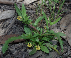 Goodenia pilosa
