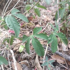 Passiflora karwinskii