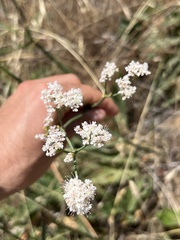 Eriogonum elatum