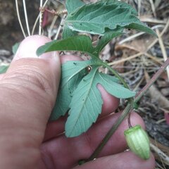 Passiflora karwinskii