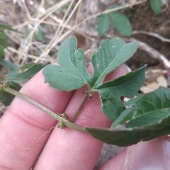Passiflora karwinskii