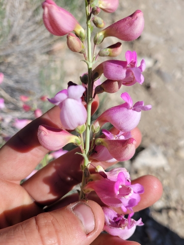 Image of Penstemon floridus by (c) Konshau Duman, some rights reserved (CC BY)