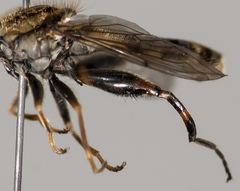 Anasimyia grisescens