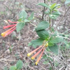 Bouvardia chrysantha