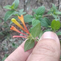 Bouvardia chrysantha