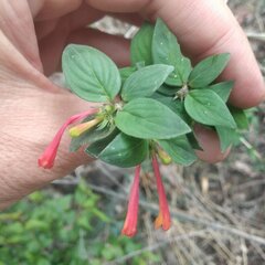 Bouvardia chrysantha