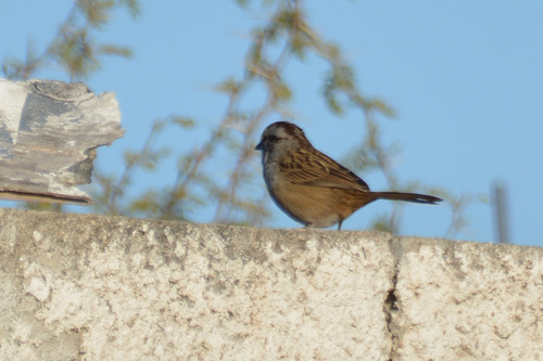 Chaco Sparrow (Rhynchospiza strigiceps), photo 10