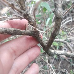 Bouvardia chrysantha