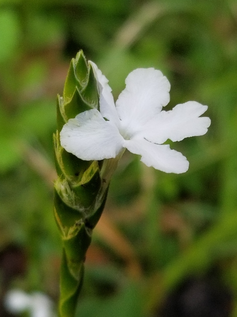 Carolina scalystem