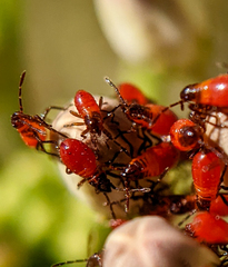 Oncopeltus fasciatus
