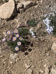 Erigeron pinnatisectus