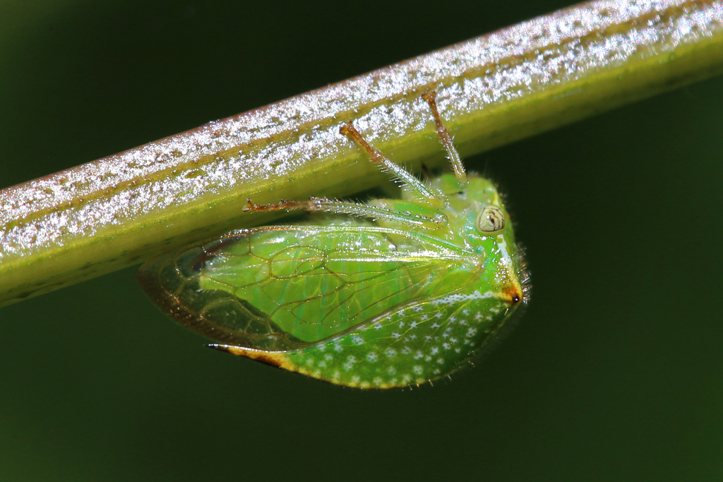 Buffalo Treehoppers and allies from Delaware County, PA, USA on July 4 ...