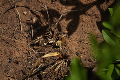 Calochortus monophyllus