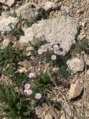 Erigeron pinnatisectus