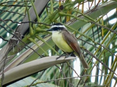 Pitangus sulphuratus