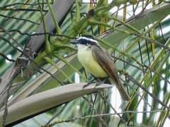 Pitangus sulphuratus