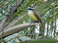 Pitangus sulphuratus