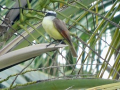 Pitangus sulphuratus