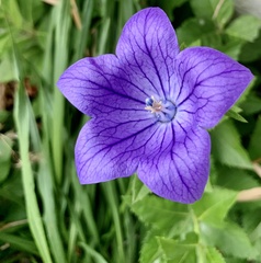 Platycodon