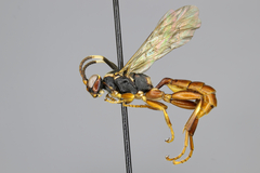Cratichneumon subfilatus