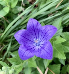 Platycodon