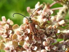 Typocerus acuticauda