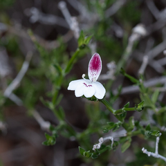 Xerothamnella parvifolia