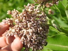 Typocerus acuticauda