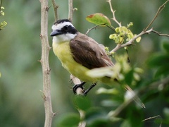 Pitangus sulphuratus