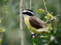 Pitangus sulphuratus