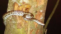 Chilabothrus striatus