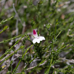 Xerothamnella parvifolia
