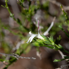 Xerothamnella parvifolia