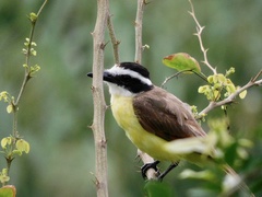 Pitangus sulphuratus